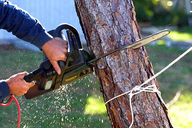 Tree and Shrub Care in Pikeville, KY